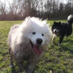 apero chiens strasbourg credit facebook apero chien strasbourg franck milano5